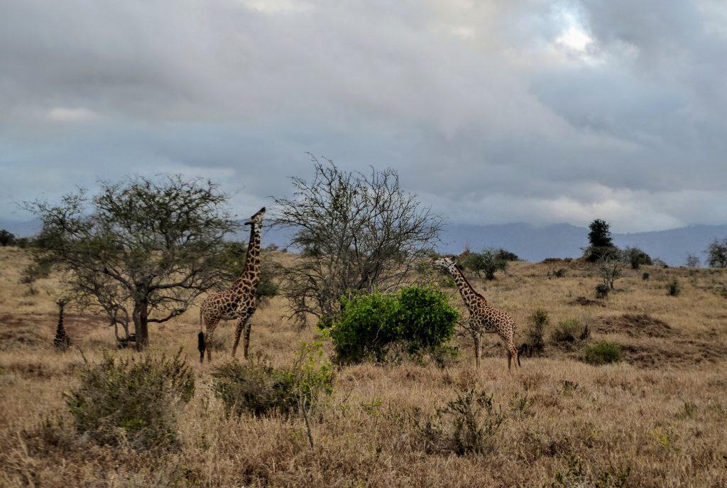 Volunteering in Tsavo National Park - Kenya