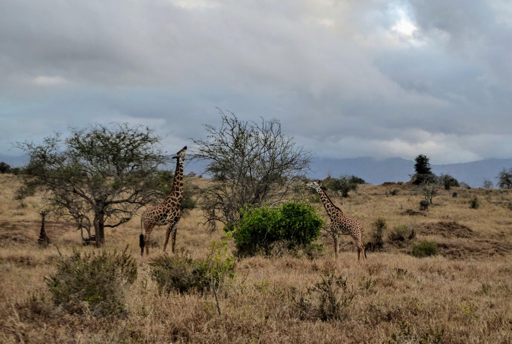 Werken in Tsavo East Nationaal Park in Kenia - Wildlife