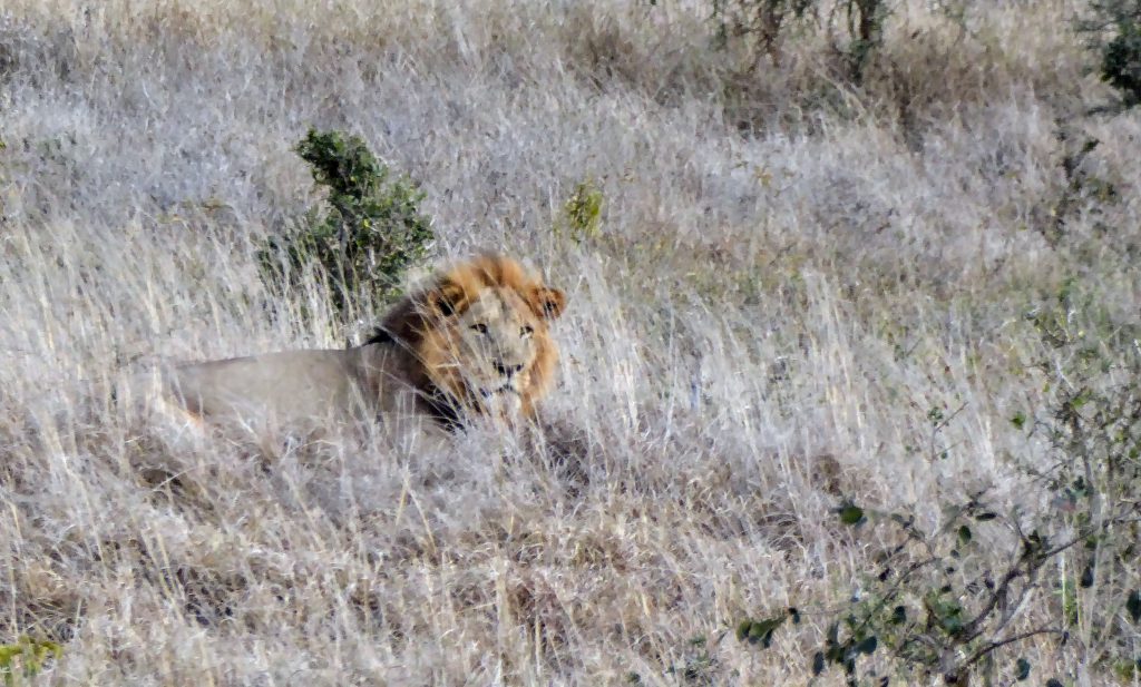 Volunteering in Tsavo National Park - Kenya