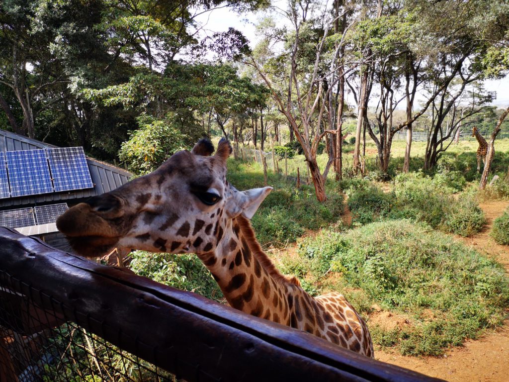 Wat te doen in Nairobi - Kenia