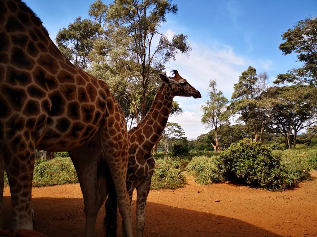 Wat te doen in Nairobi - Kenia