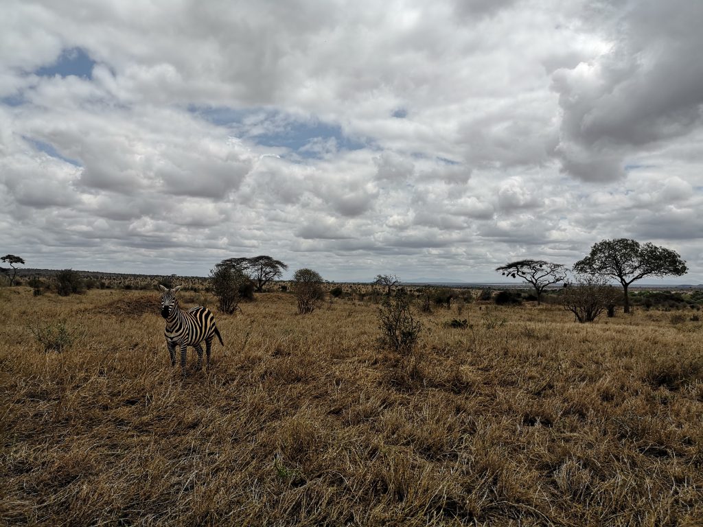 Volunteering in Tsavo National Park - Kenya