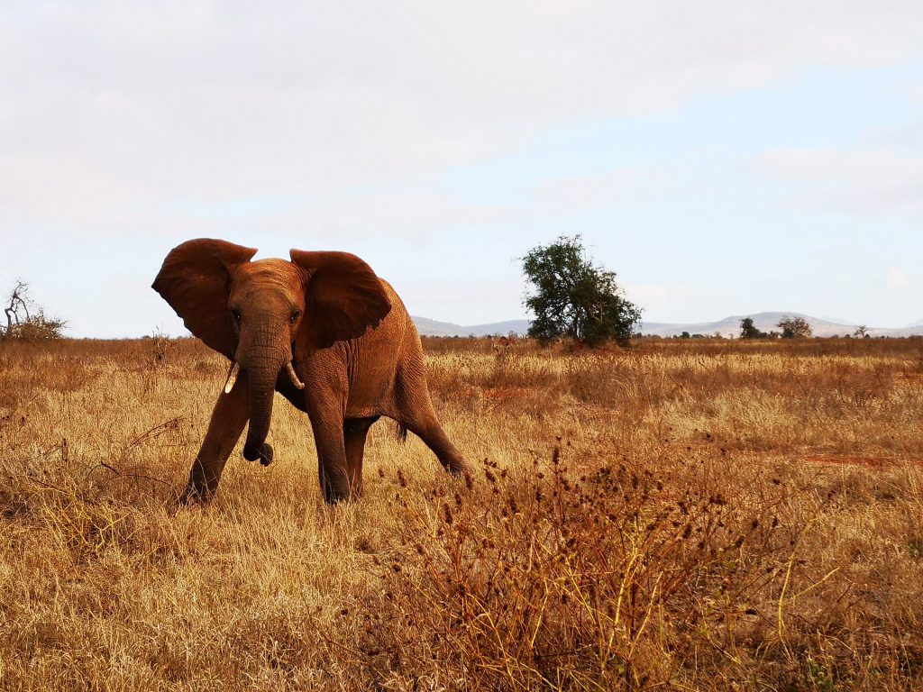 Werken in Tsavo East Nationaal Park in Kenia - Wildlife