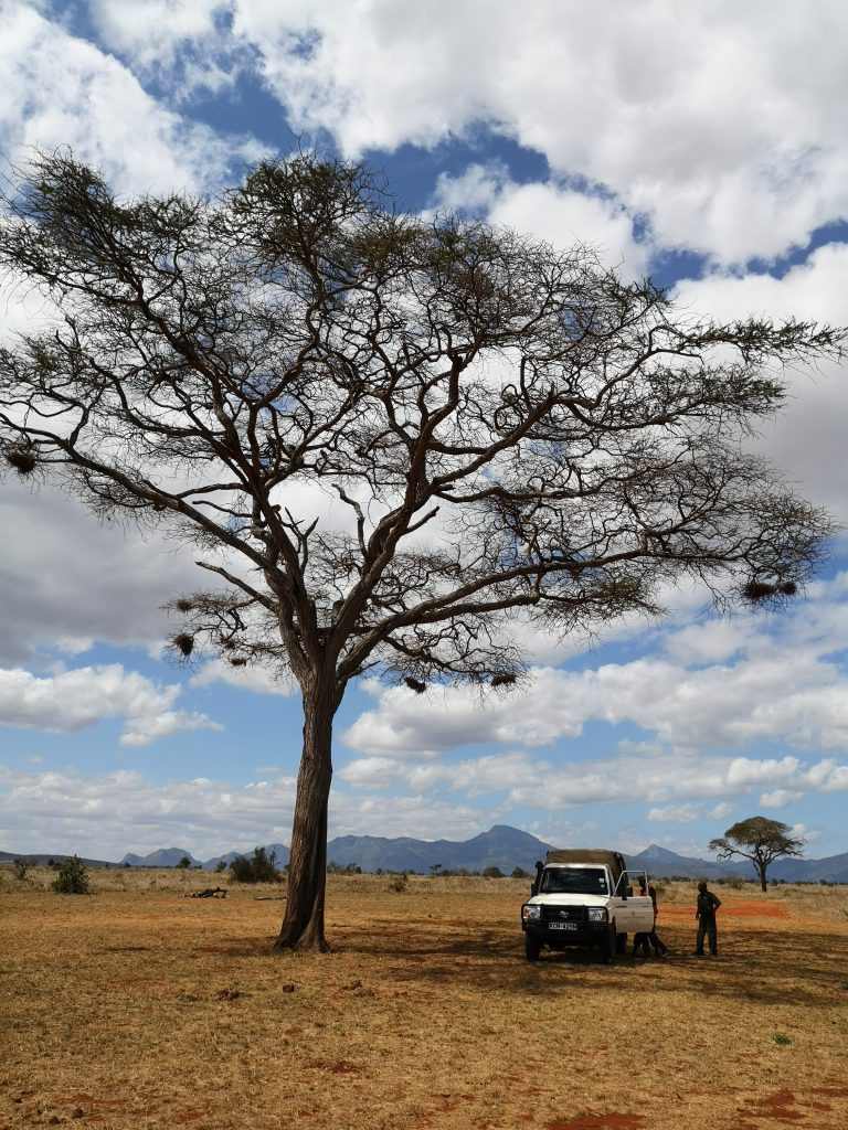 Werken in Tsavo East Nationaal Park in Kenia - Wildlife