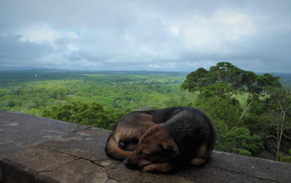 Sigiriya, climbing Lion Rock - Sri Lanka