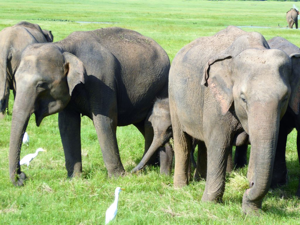 Op safari in Kaudulla National Park - Sri Lanka