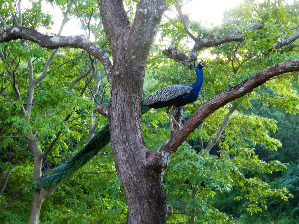 Op safari in Kaudulla National Park - Sri Lanka