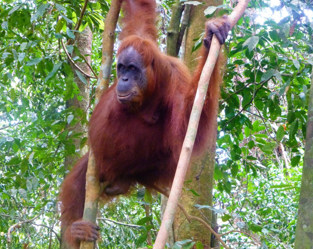 2 weken rondreis Sumatra