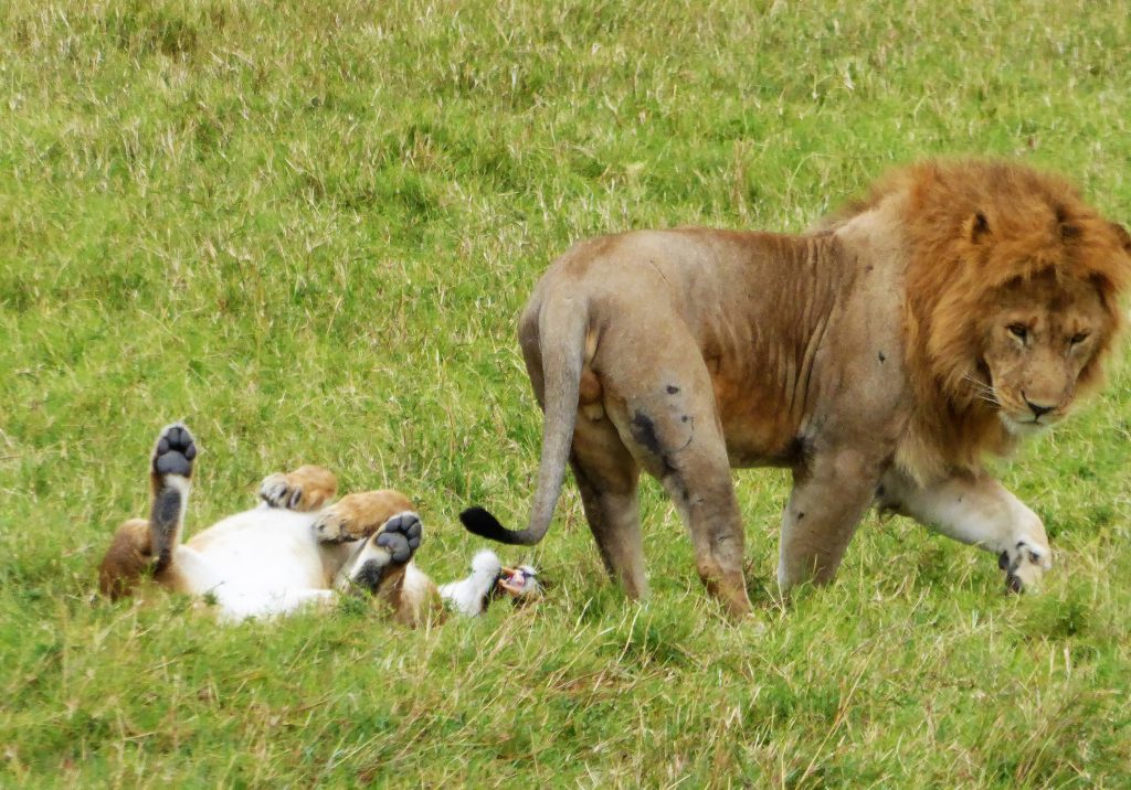 3 day Safari at the Masai Mara - Kenya