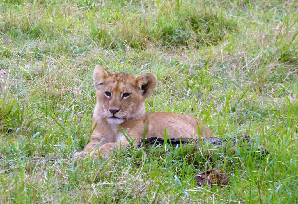 3 dagen safari Masai Mara - Kenia