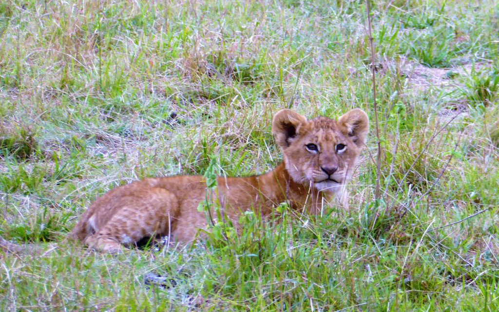 3 dagen safari Masai Mara - Kenia