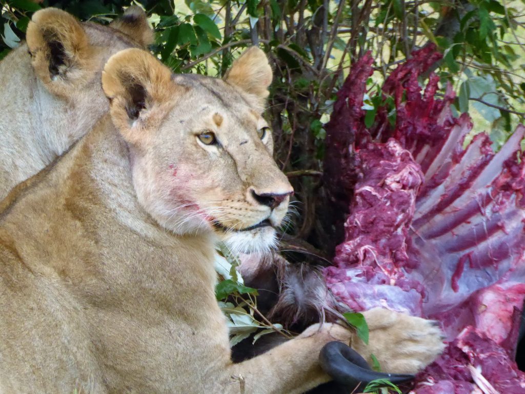 3 day Safari at the Masai Mara - Kenya