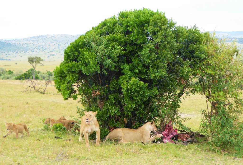 3 dagen safari Masai Mara - Kenia