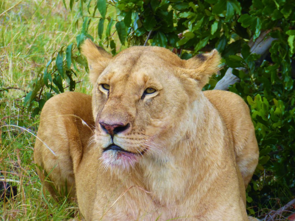 3 day Safari at the Masai Mara - Kenya