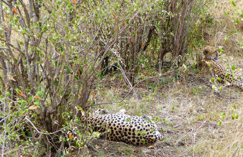 3 day Safari at the Masai Mara - Kenya