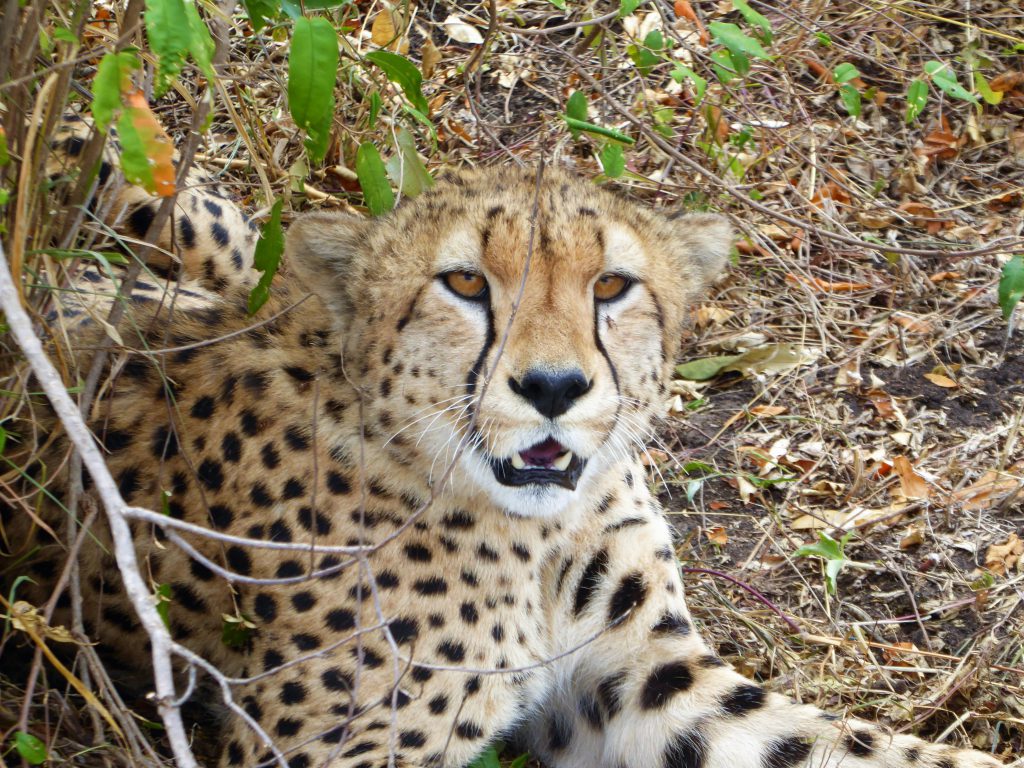 3 day Safari at the Masai Mara - Kenya