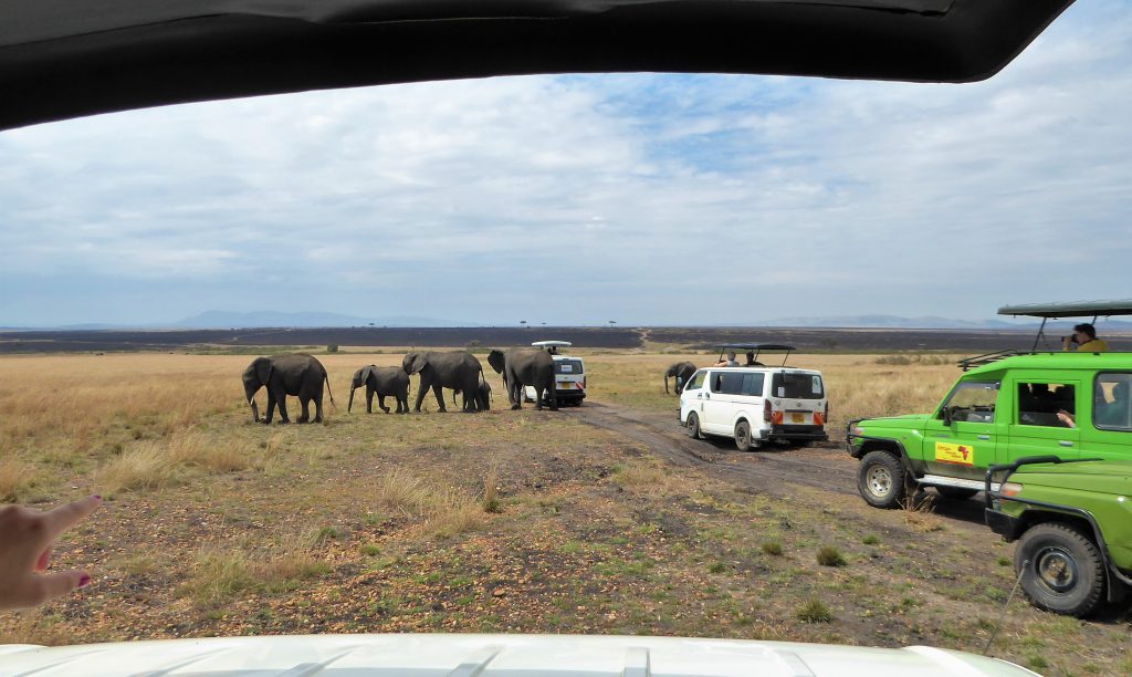 3 dagen safari Masai Mara - Kenia