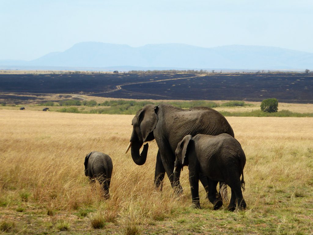 3 dagen safari Masai Mara - Kenia