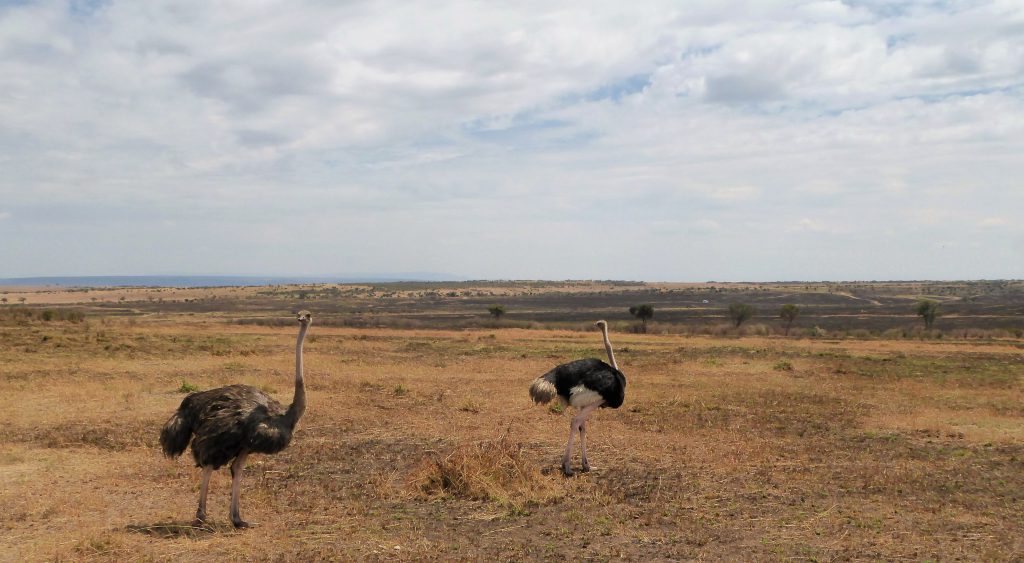 3 dagen safari Masai Mara - Kenia