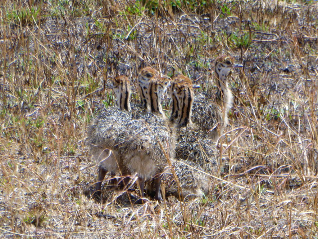 3 day Safari at the Masai Mara - Kenya