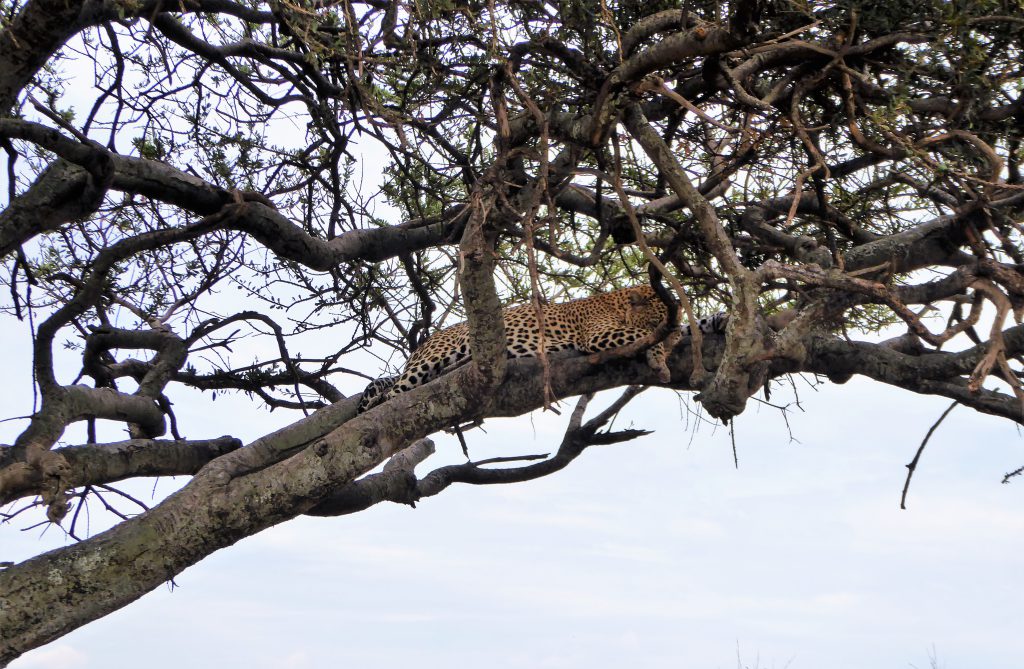 3 dagen safari Masai Mara - Kenia