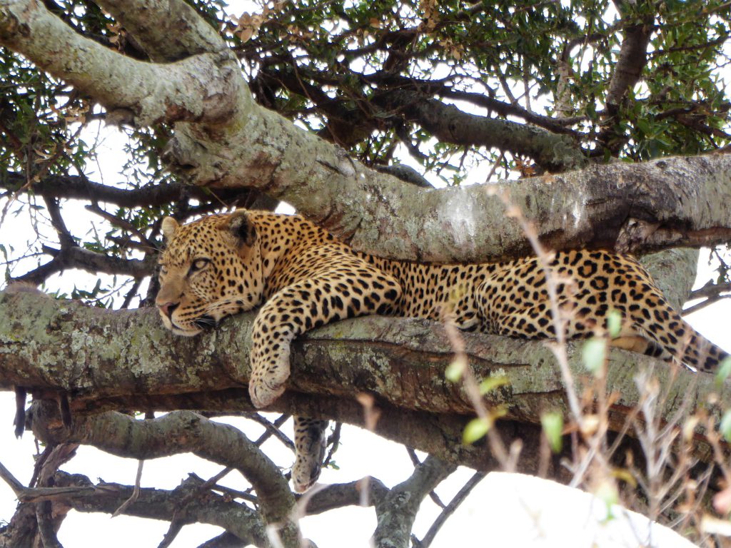 3 day Safari at the Masai Mara - Kenya