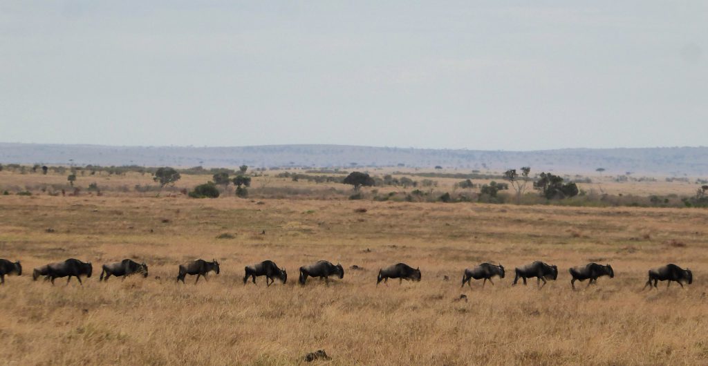 3 day Safari at the Masai Mara - Kenya