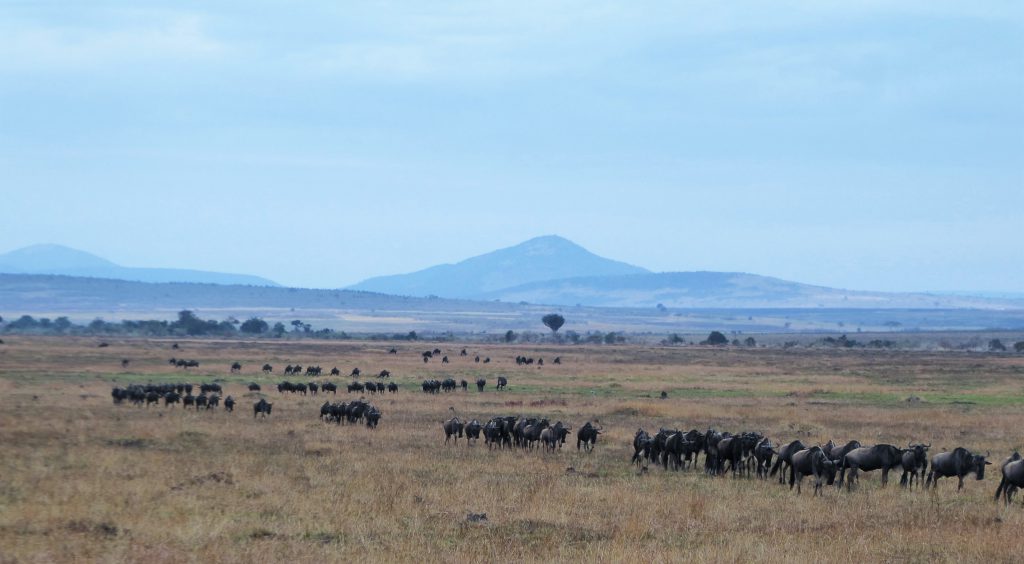 3 day Safari at the Masai Mara - Kenya