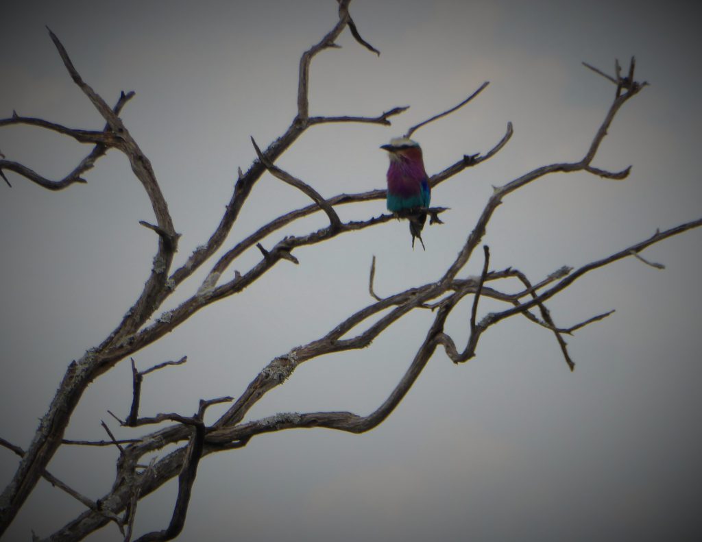 3 day Safari at the Masai Mara - Kenya