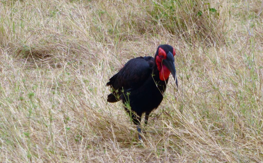 3 dagen safari Masai Mara - Kenia 