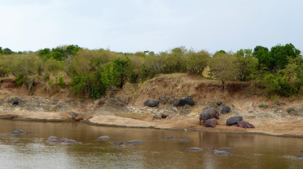 3 day Safari at the Masai Mara - Kenya