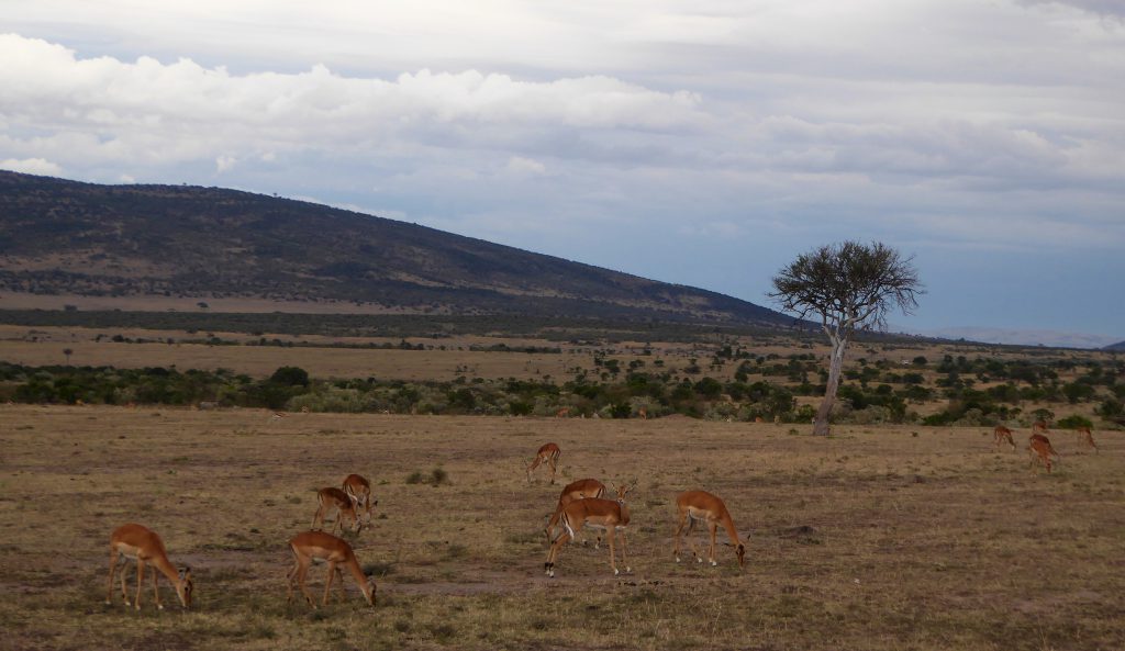 3 day Safari at the Masai Mara - Kenya