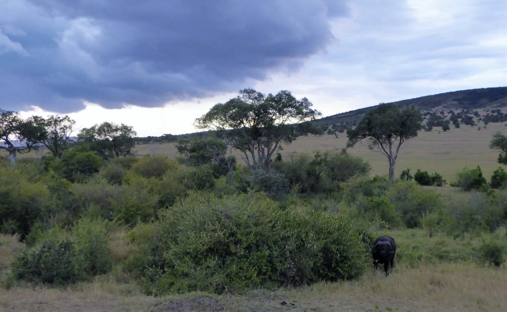 3 dagen safari Masai Mara - Kenia