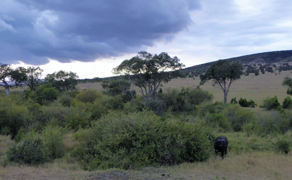 3 day Safari at the Masai Mara - Kenya