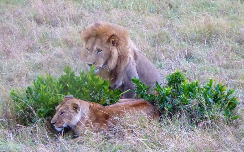 3 day Safari at the Masai Mara - Kenya