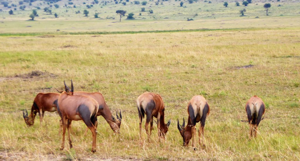 3 day Safari at the Masai Mara - Kenya