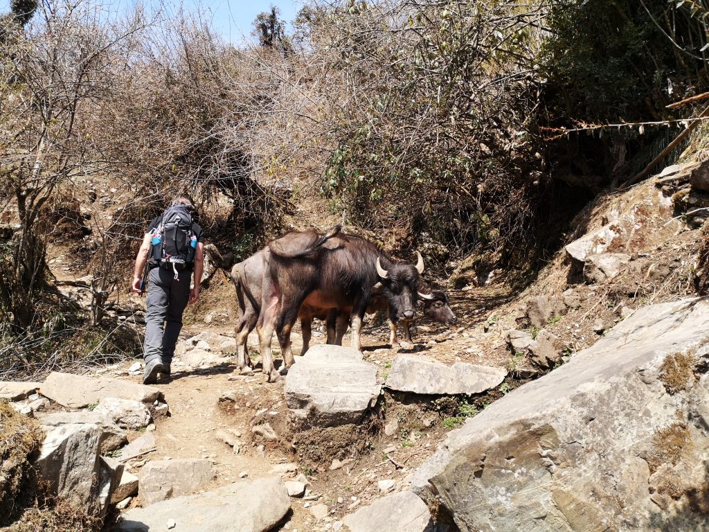 Poon Hill Trek - Nepal (8 days/7nights)