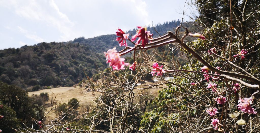 Poon Hill Trek - Nepal ( 8 dgn / 7 nacht )