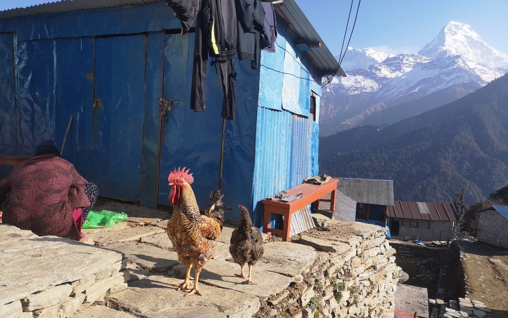 Poon Hill Trek - Nepal ( 8 dgn / 7 nacht )