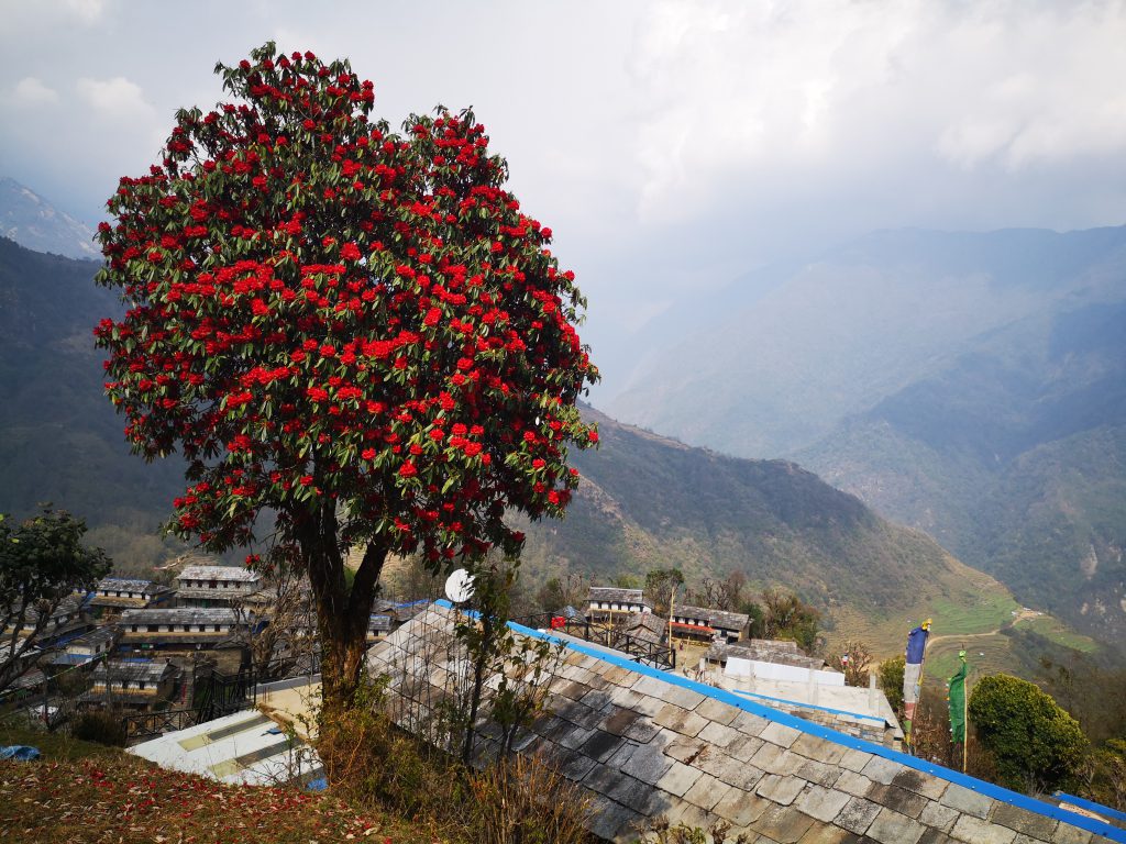 Poon Hill Trek - Nepal ( 8 dgn / 7 nacht )