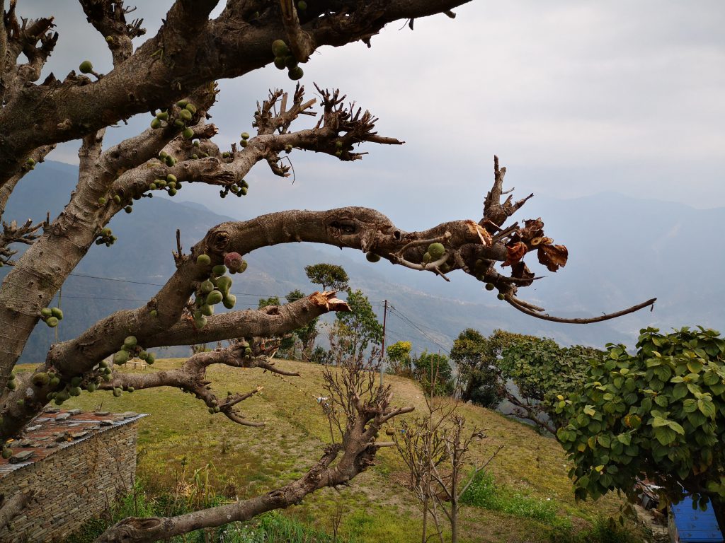 Poon Hill Trek - Nepal (8 days/7nights)