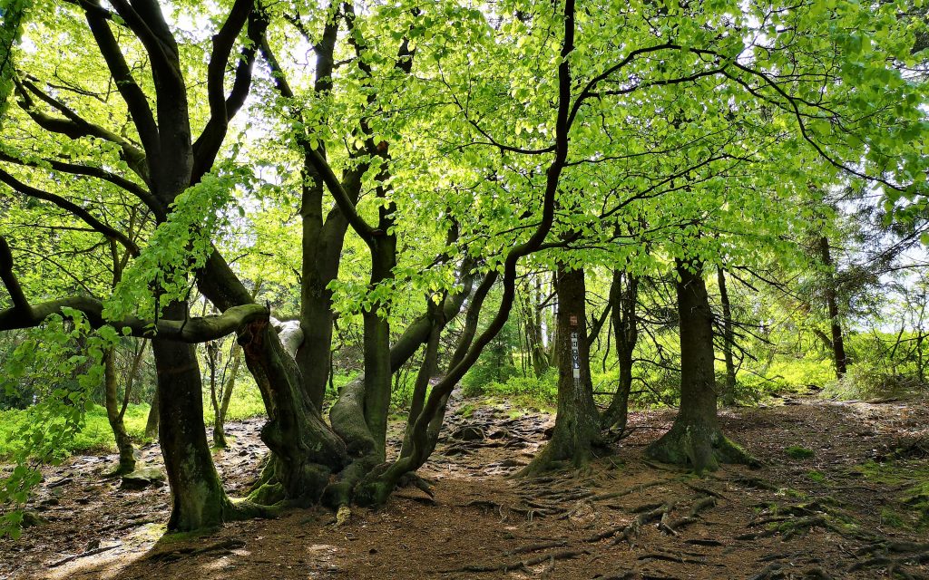 Hiking in Germany - The Hermannshoehen (Hermann Heights) Hiking Trail